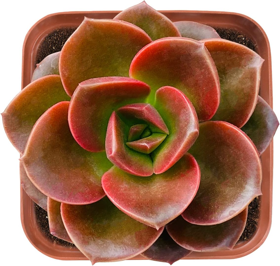 Live Succulent 2" Echeveria 'Melaco', Unique Plants Fully Rooted in 2inch Pots with Soil, Mini House Plant for Home Office Decoration, DIY, Wedding Party Favor Gift : Patio, Lawn & Garden