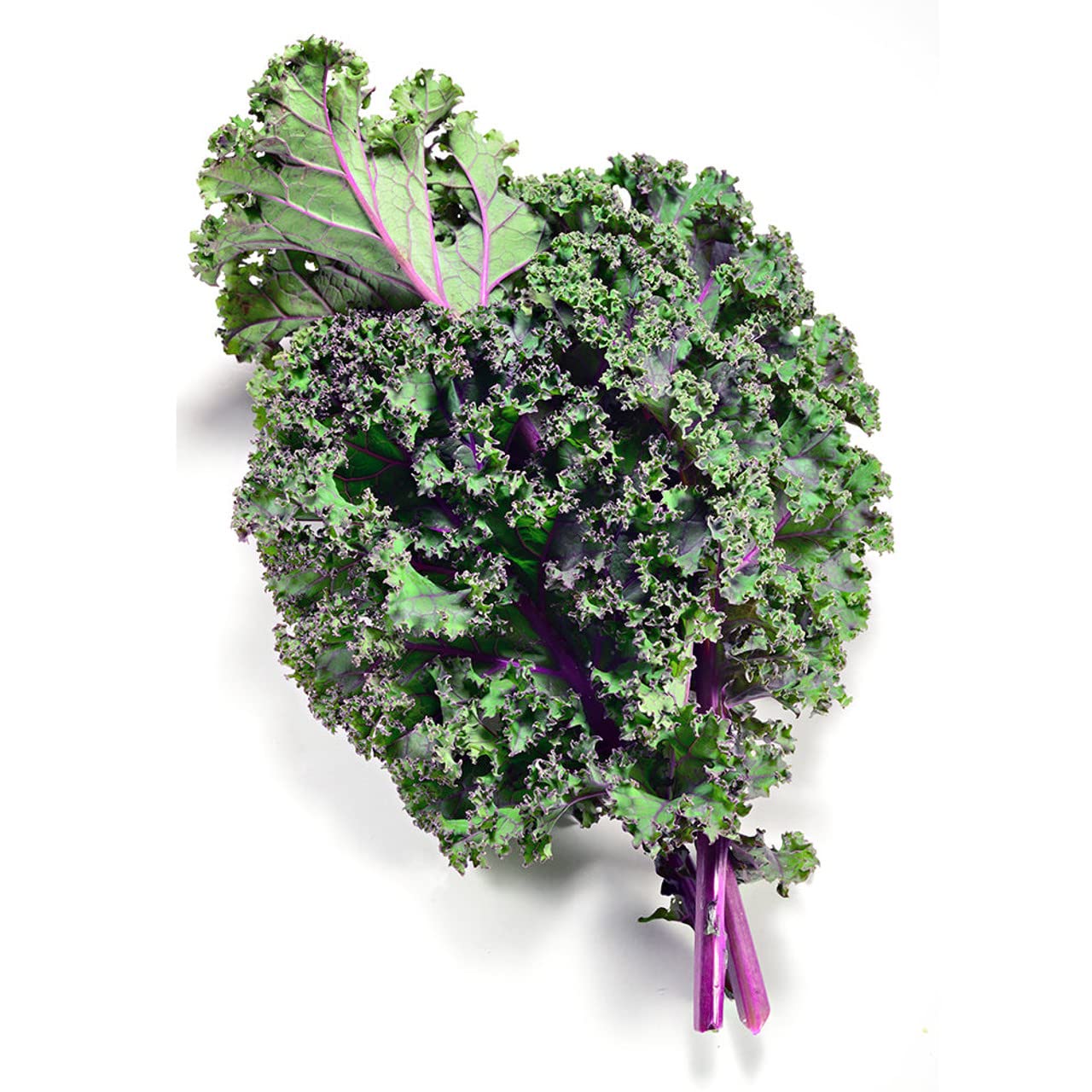Todd's Seeds Red Russian Kale