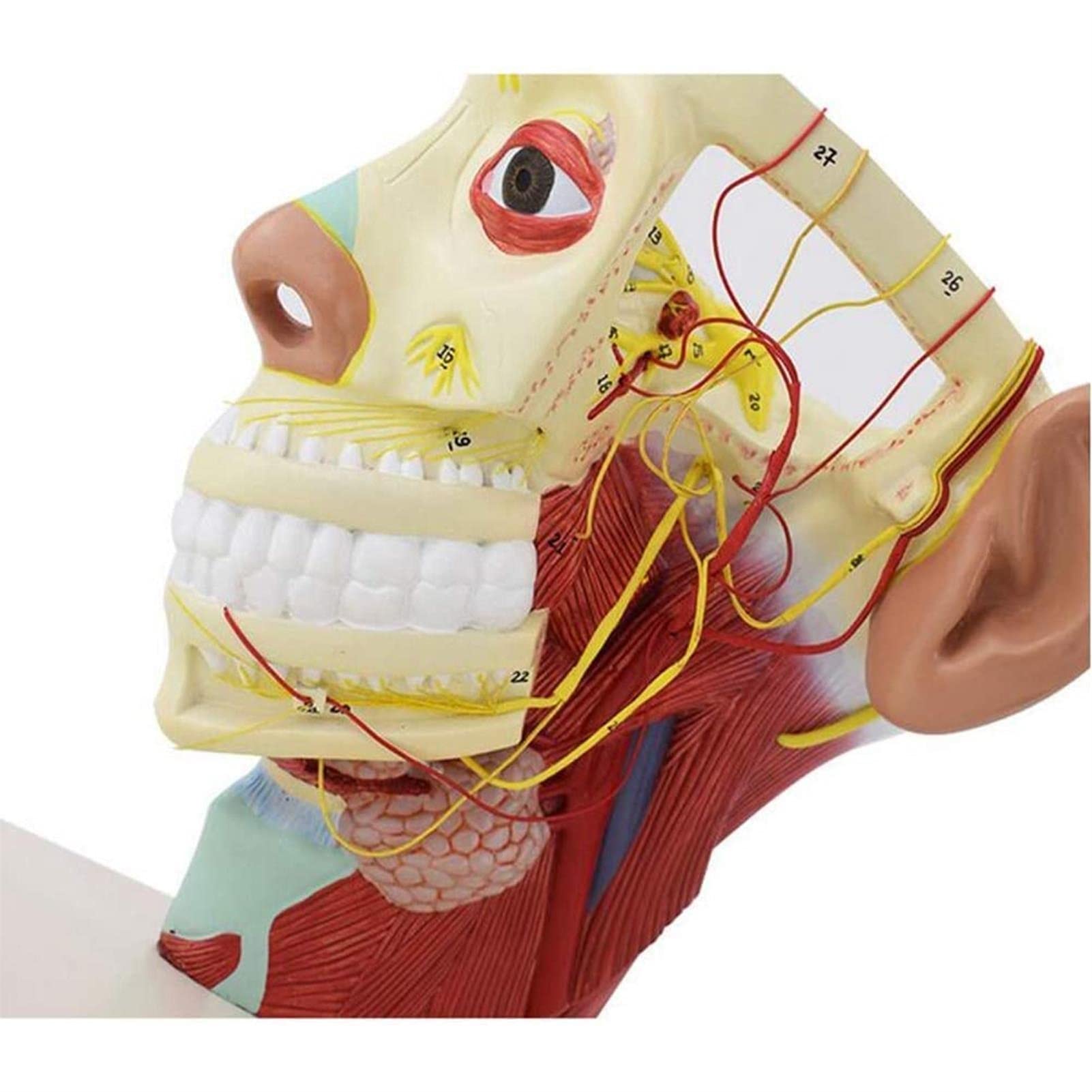 Modele medyczne, Model anatomii ciała, Model nerwów głowy człowieka, Neuroanatomiczny model czaszki, Materiały medyczne do nauczania Model czaszki, Model dwunastu par nerwów czaszkowych