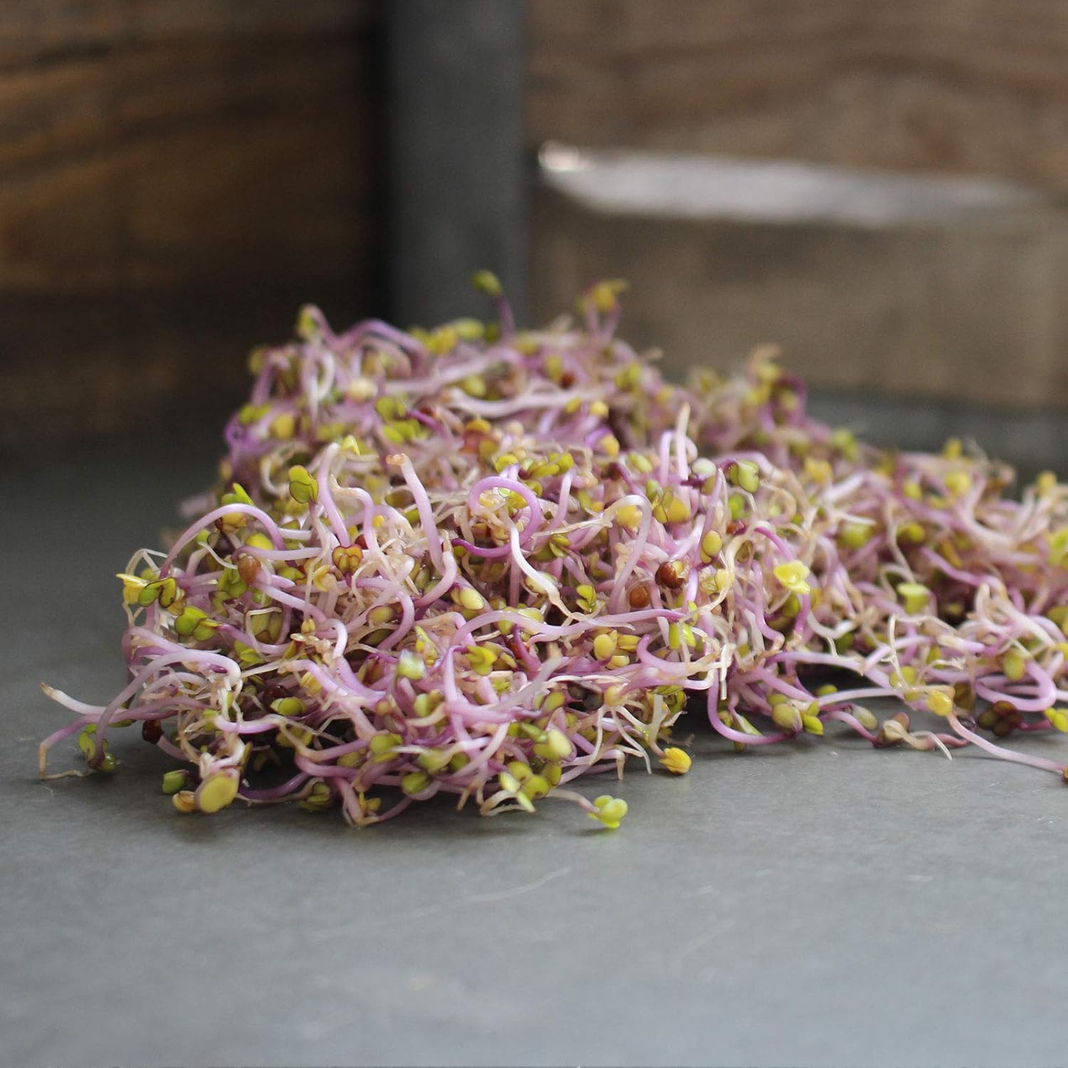 Organic Red Volcano Radish Seeds - 1 Lb - Non-GMO, Heirloom - Vegetable Garden, Microgreens, Sprouting