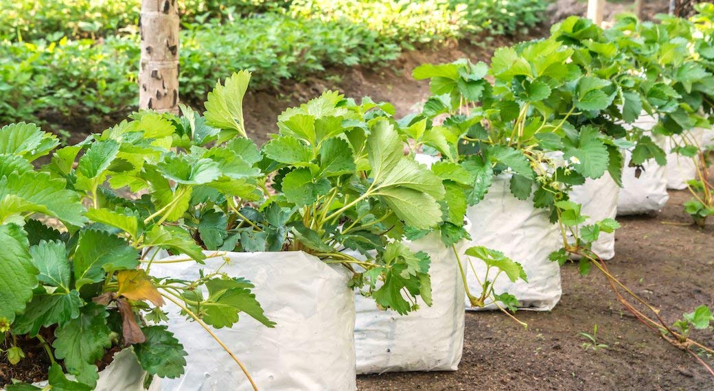 Yuvagreen UV Treated Poly Grow Bags for Leafy Vegetable and Flower Plants (28x28x50 cm,White Outside, Black Inside) (10) (B07KYQZ1H5) Amazon Price History, Amazon Price Tracker