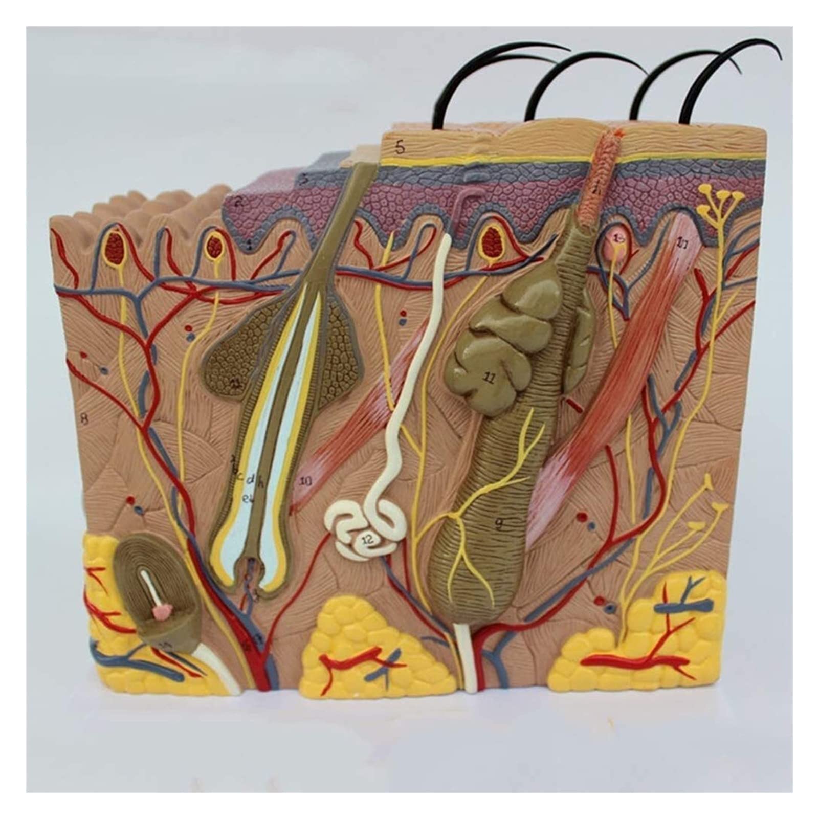 RYMMKOPSkin Structure Model Anatomical Model Advanced Painting Anatomy Model for Science Study Display Medical Teaching Aid