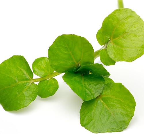 Miniatura 7 de Seed Needs True Waterberros semillas de hierba para plantar Nasturtium officinale paquete doble de 500 semillas cada una reliquia sin OMG y sin