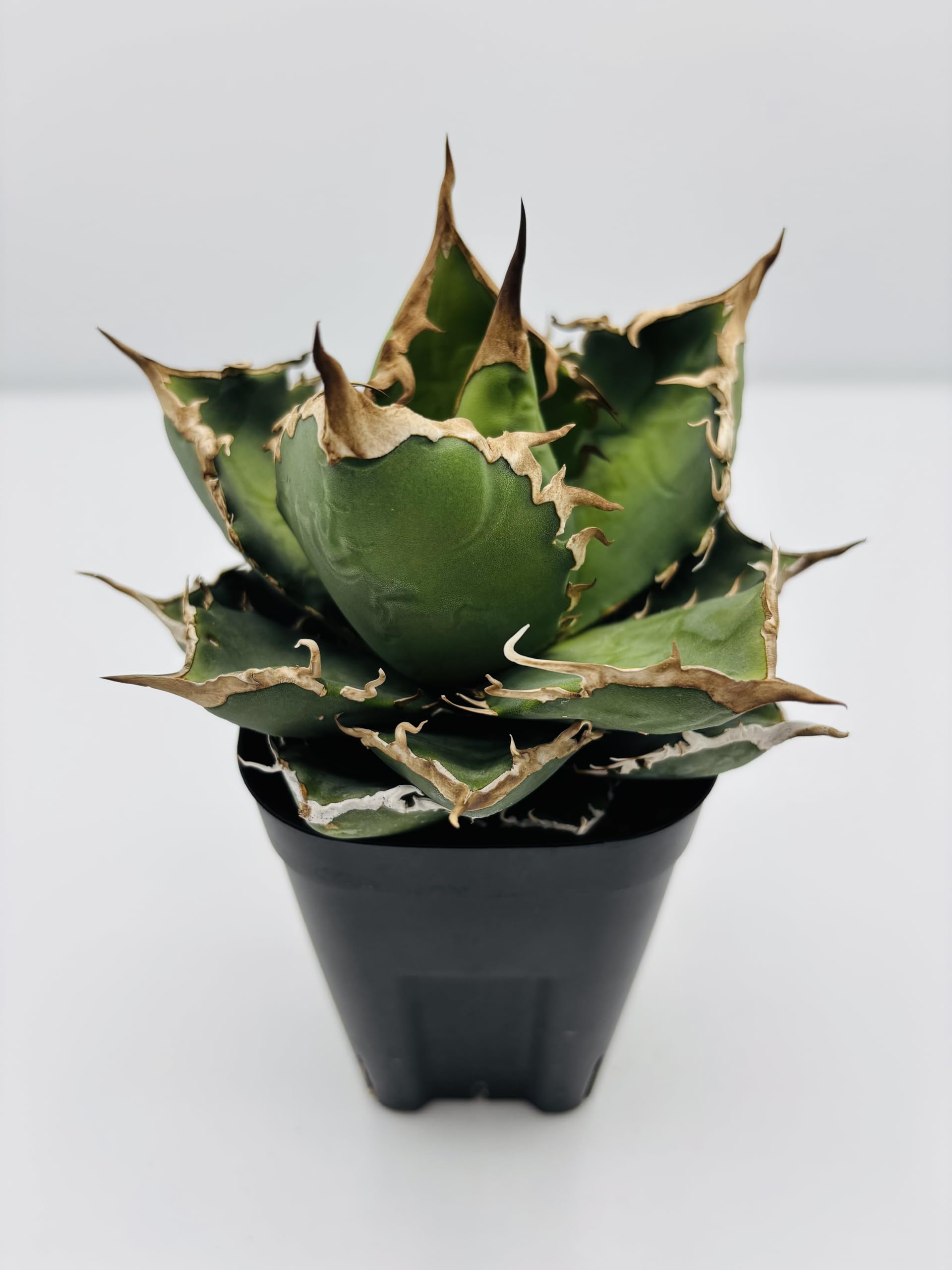 Amazon｜アガベ チタノタ 黒犀牛/Agave titanota 'Black Rhino/観葉