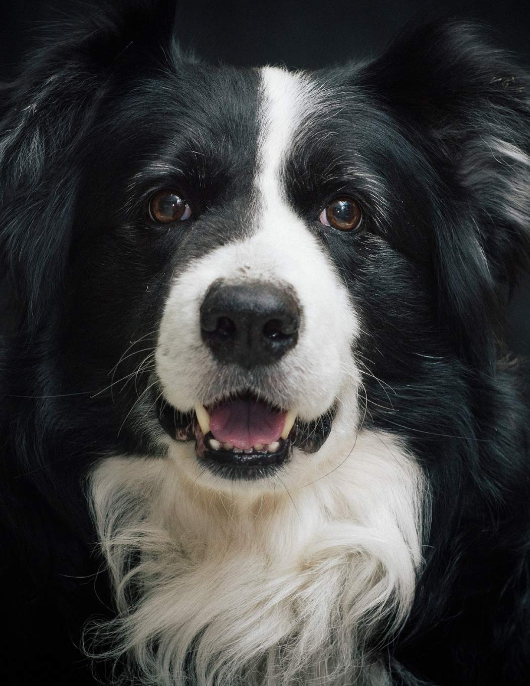 Notebook: Border Collie dog training cute canine Sheepdog trials collies