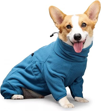 corgi with clothes