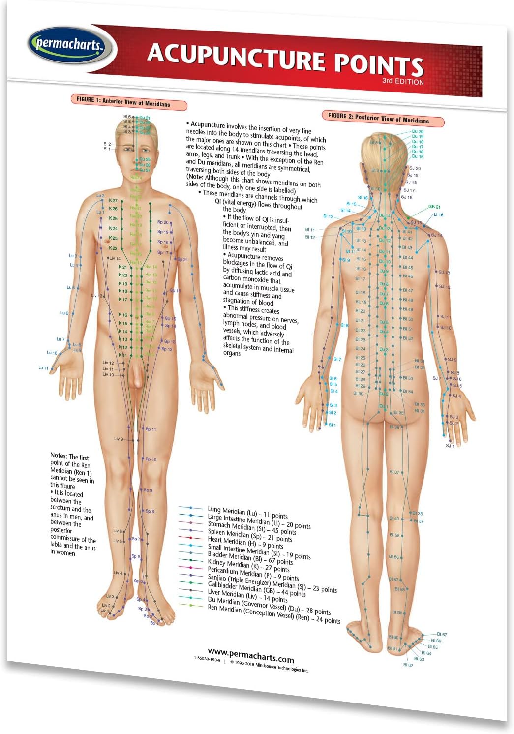 Acupuncture Points Chart (8.5" x 11" Laminated 2page chart) Medical