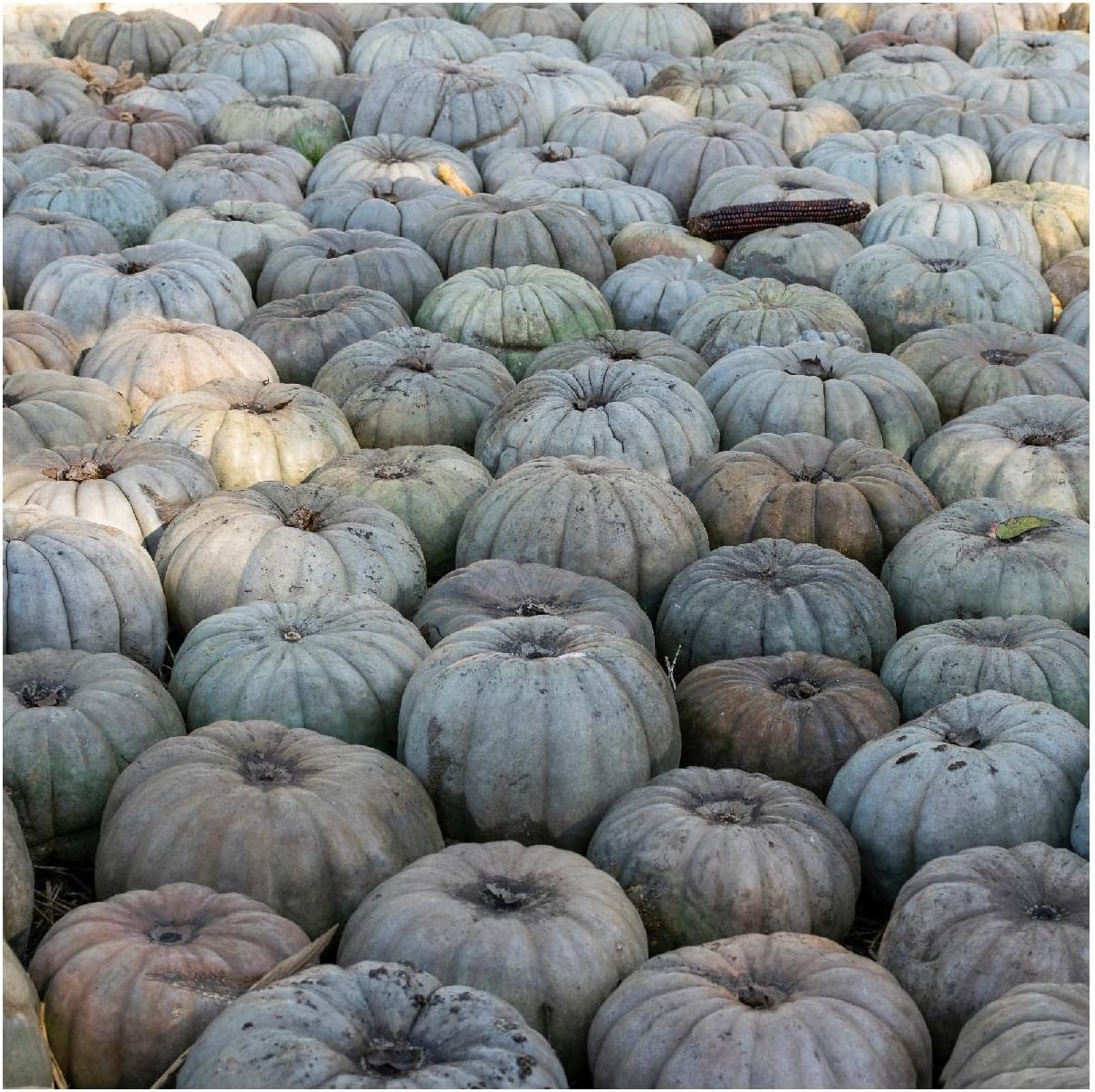 Everwilde Farms - 1/4 Lb Organic Jarradale Pumpkin Seeds - Gold Vault