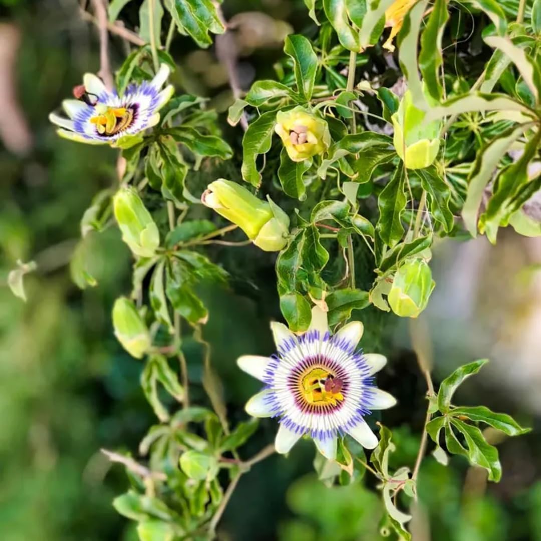 3 Count Live Purple Passiflora Starter Plant | Produce Purple Flower | for Trellis, Hedge 4 to 8 Inch Tall | Maypop Live Plant| Well-Rooted for Home & Garden