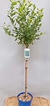 Self-Fertilising Blueberry on Trunk, Approx. 60 cm Trunk Height | Sweet-sour and aromatic fruits, harvesting period August/September, high yields, bee-friendly, winter-hardy