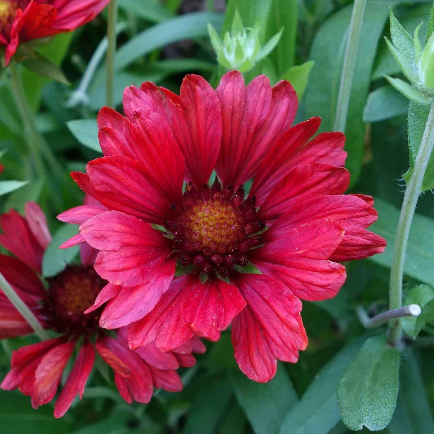 Eden Brothers Blanket Flower Seeds - Burgundy