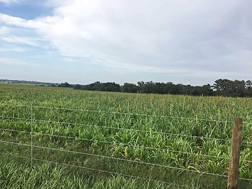 Miniatura 2 de Semilla de mijo de perla híbrida (Tifleaf 3)