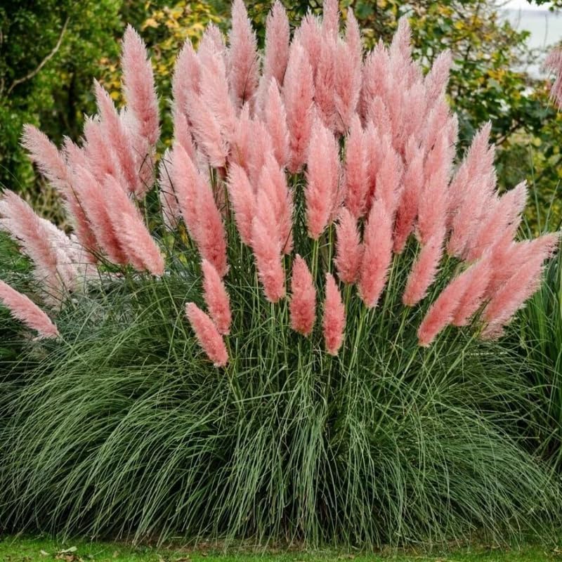 Set 2 Pink Pampas Grass Plants, 4-9" Pampas Grass Plants Live for Outdoor Planting, Well Rooted, Perennial Ornamental Grasses Live Plants