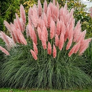 Set 2 Pink Pampas Grass Plants, 4-9