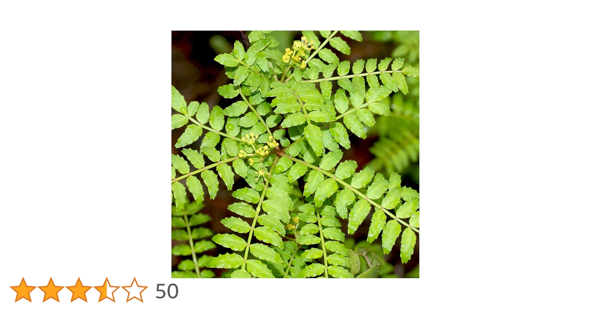 ムラーノ　花山椒　130g 超希少】数個限定！和歌山産「生」の花山椒 50g | 5STAR MARCHE
