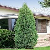 100 Eastern Red Cedar Tree Seeds | Juniperus Virginiana Bush Seeds