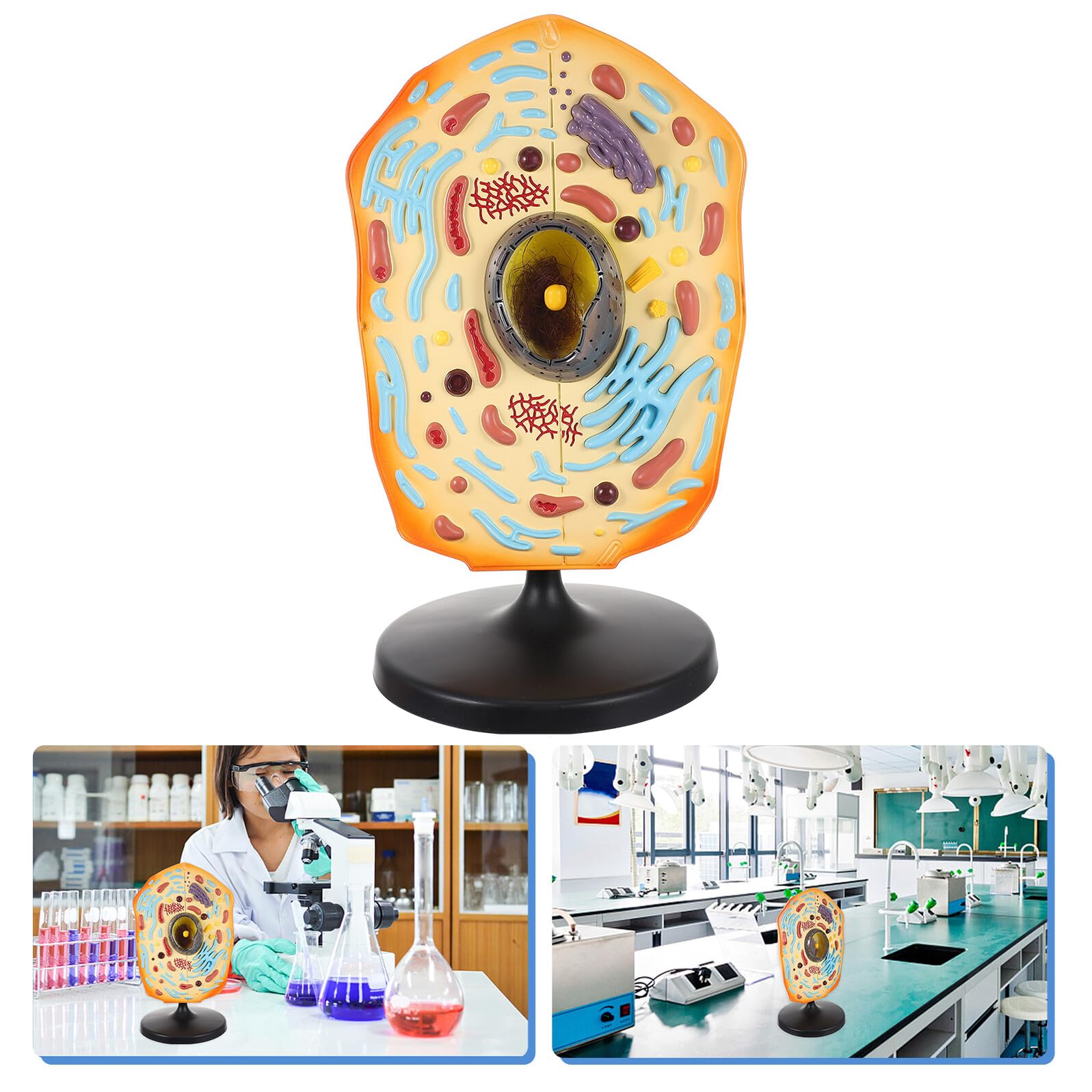BESTonZON Anatomisches Tierzellmodell aus ABS Lehrmodell für Biologieunterricht Lernhilfe für Schule und Labor Vergrößerte Tierzelle