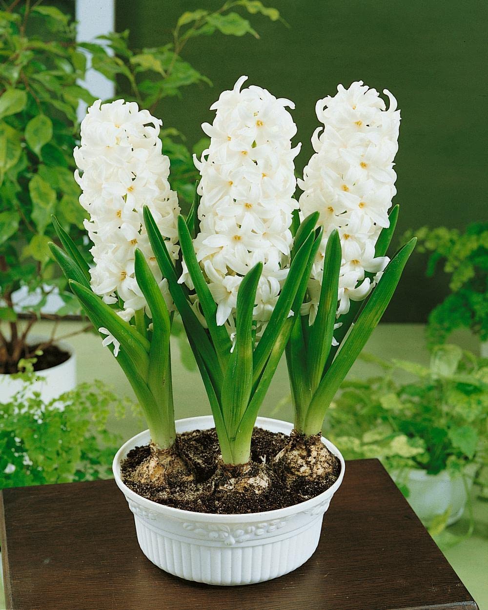 Hyacinth (3 Bulbs in a Pot) White Colour in 12cm Pot Size