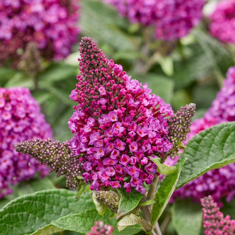 Buddleja ‘Little Rockstars Red’ 3 x 9cm Pots Dwarf Butterfly Hardy Bush T&M