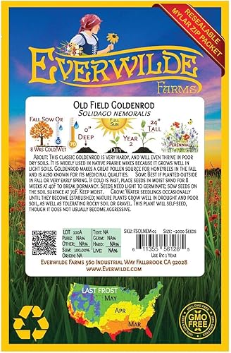 Miniatura 2 de Everwilde Farms - 2000 Semillas de flores silvestres nativas Old Field Goldenrod - Paquete de semillas de bóveda dorada