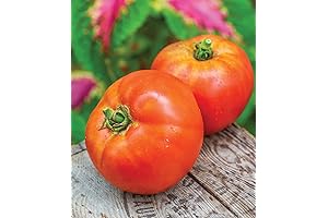 Better Boy Tomato Seeds: Produce Large, Flavorful Red Tomatoes in Your Garden