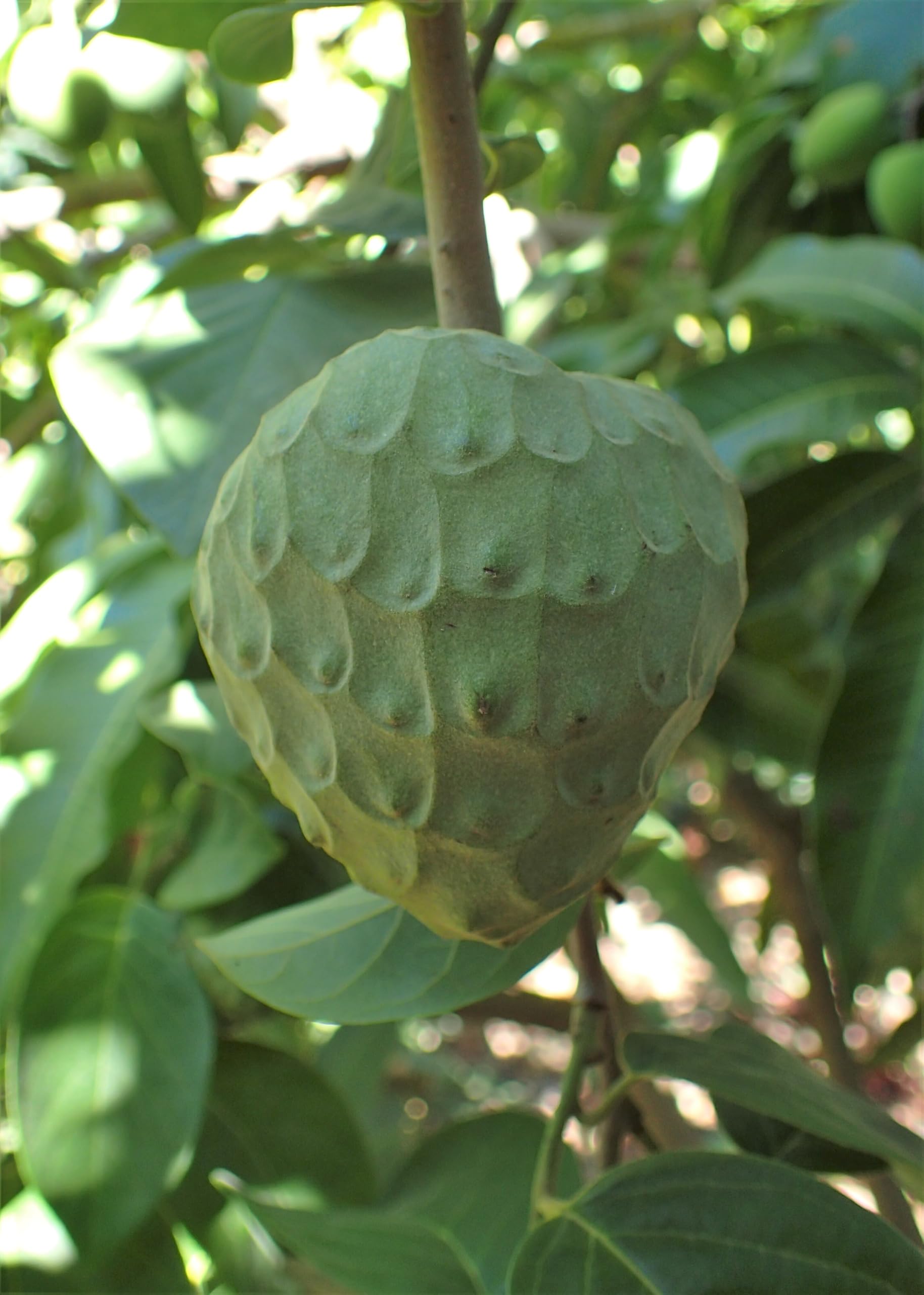 BALUBITA Rare Cherimoya Fruit Exotic Seedling Live Plant[A249]
