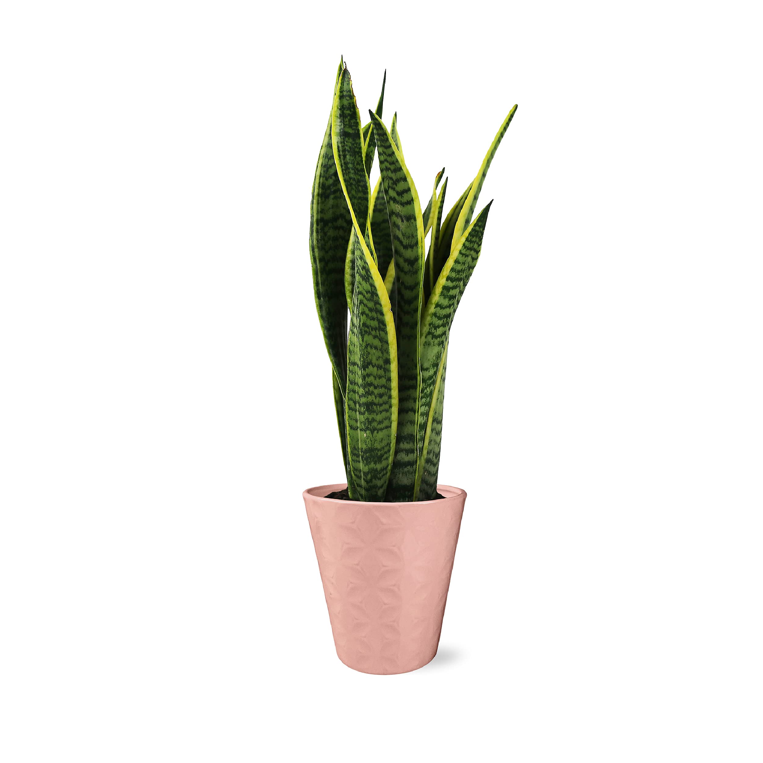 Plants & Blooms Shop PB206 Snake Sanseveria, 5", Blush Pot