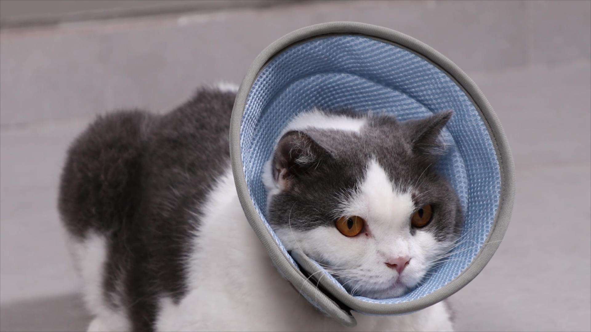 Colerette Chat Anti Lechage Collerette Chat En Coton Suédé Respirant