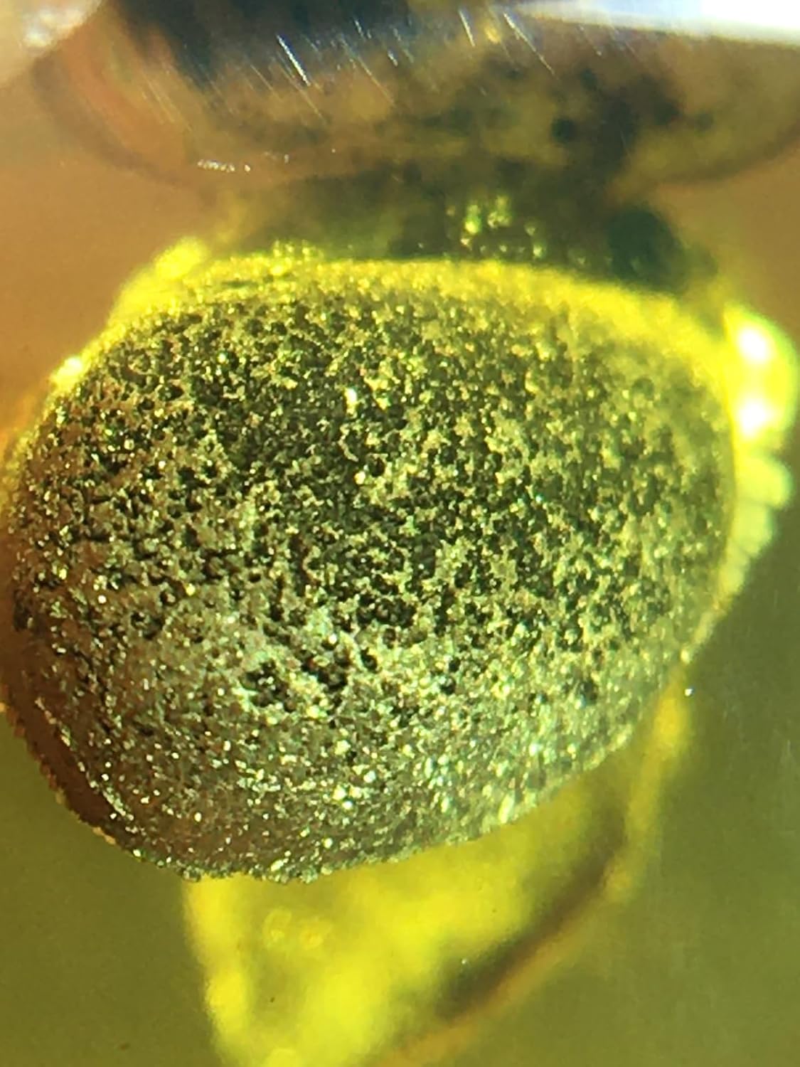 Burmese burmite Cretaceous Gold Egg Insect Fossil Amber Myanmar