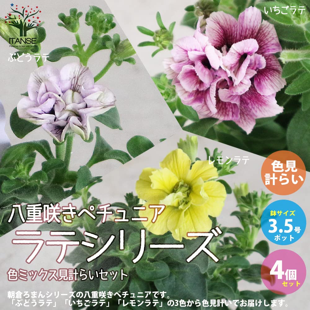 Amazon.co.jp: ITANSE 八重咲きペチュニア Amazon.co.jp: ITANSE 八重咲きペチュニア