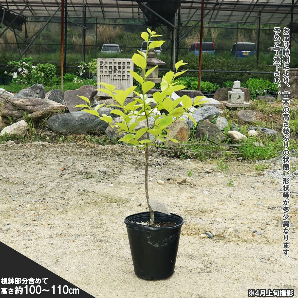 Amazon.co.jp: 柿の苗木 【筆柿】 不完全甘柿 3年生接木大苗 1m苗