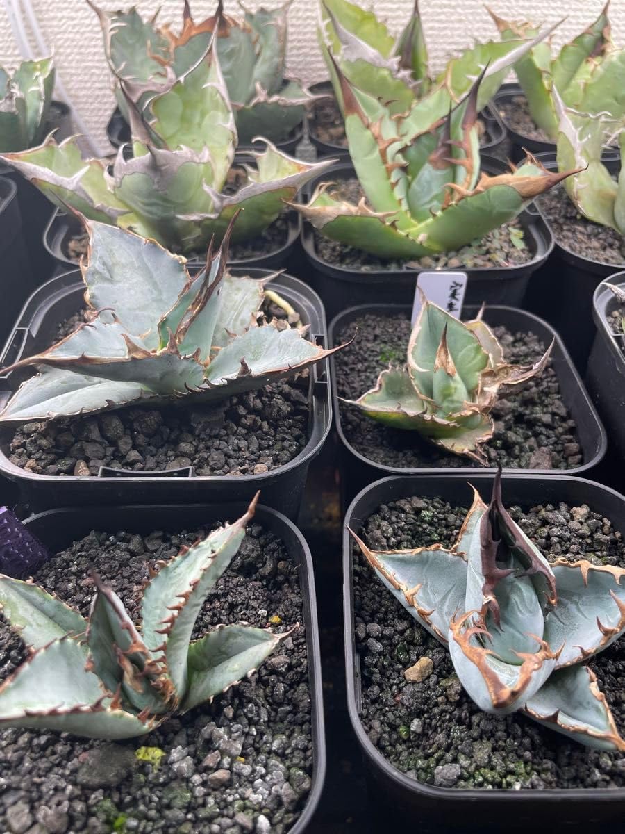 アガベ チタノタ ブルー 実生選抜！ 活着済み【強鋸歯・幅広葉