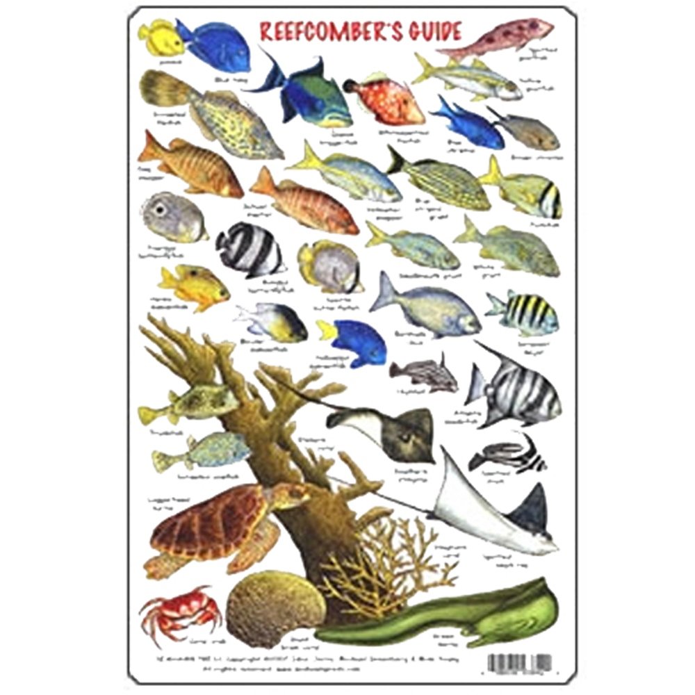 Broche Décorative Poisson En Plastique - Modèle 427 / VIA PARIS - Occasion