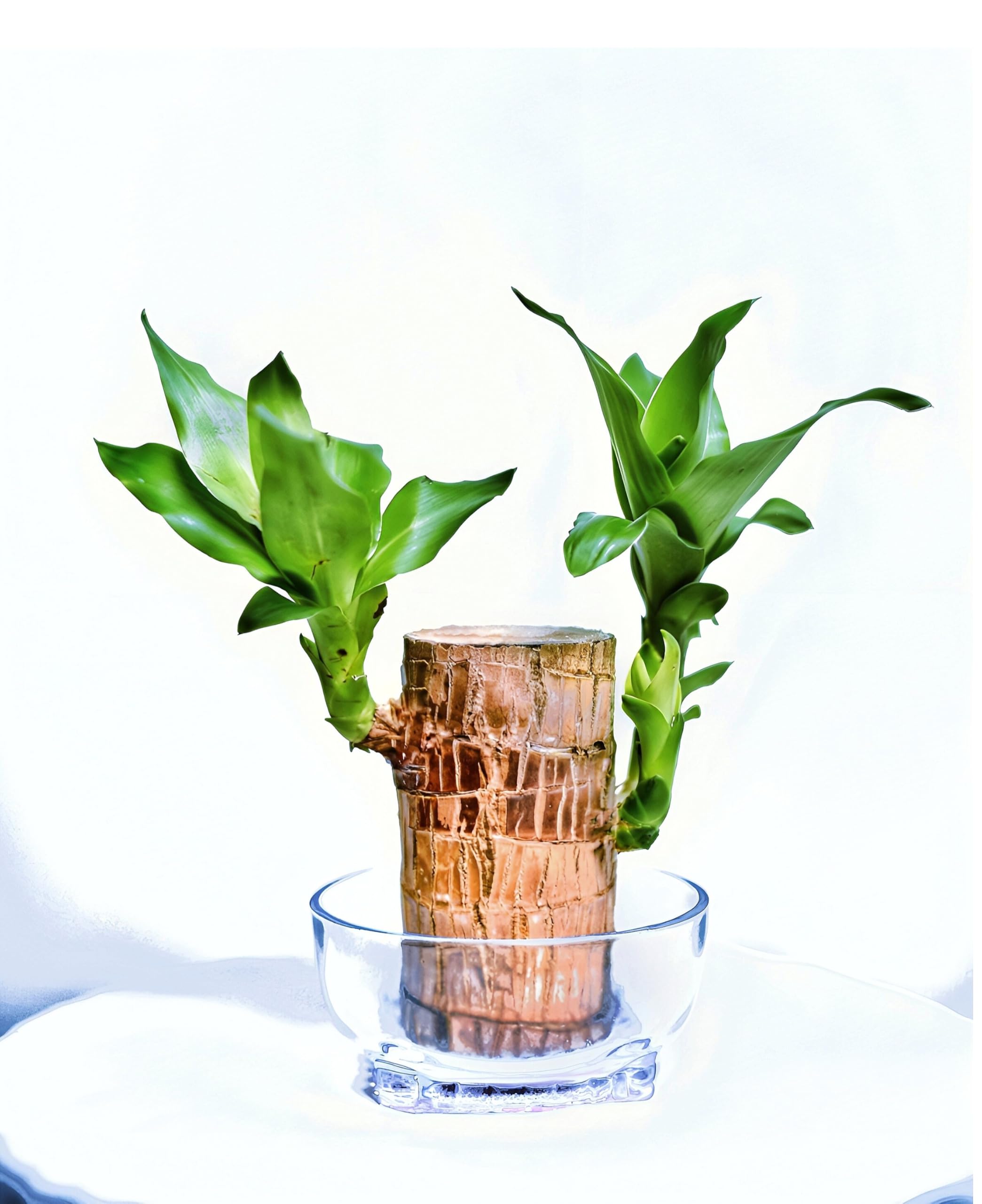 Brazilian lucky wood with leaves, sprouted plant Dracaena warneckii bamboo stem indoor plant home decor (pot not included) without leaf, draceana rooted Terracotta Plant (B0DG2CTJ8K) Amazon Price History, Amazon Price Tracker