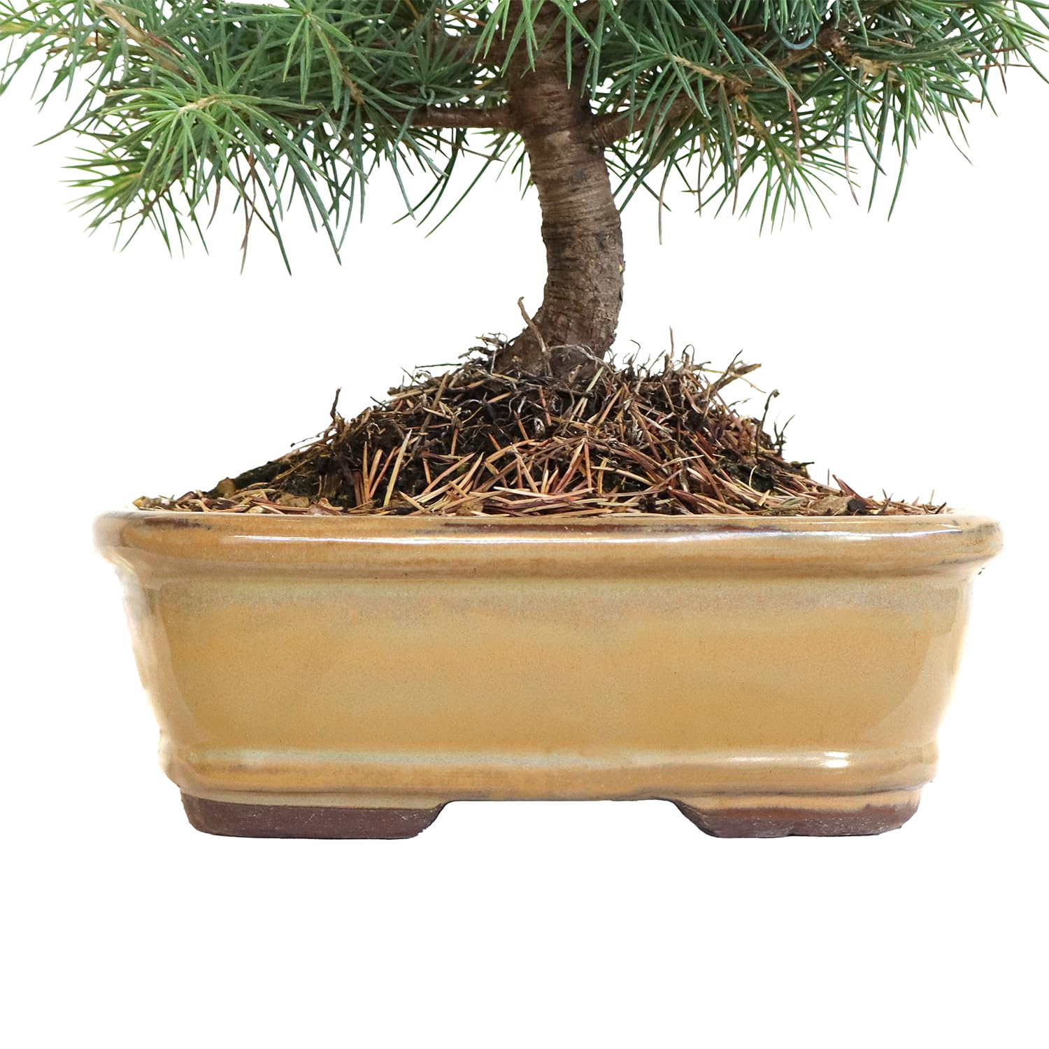 KENTIS - Bonsái Cedrus Libani - Cedro del Líbano - Planta Real Resistente de Exterior - Planta Ornamental - Maceta de Cerámica 21 cm