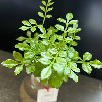 Amazon｜おまかせ観葉植物AQUA-ROOTS イルミネーション1個/水質