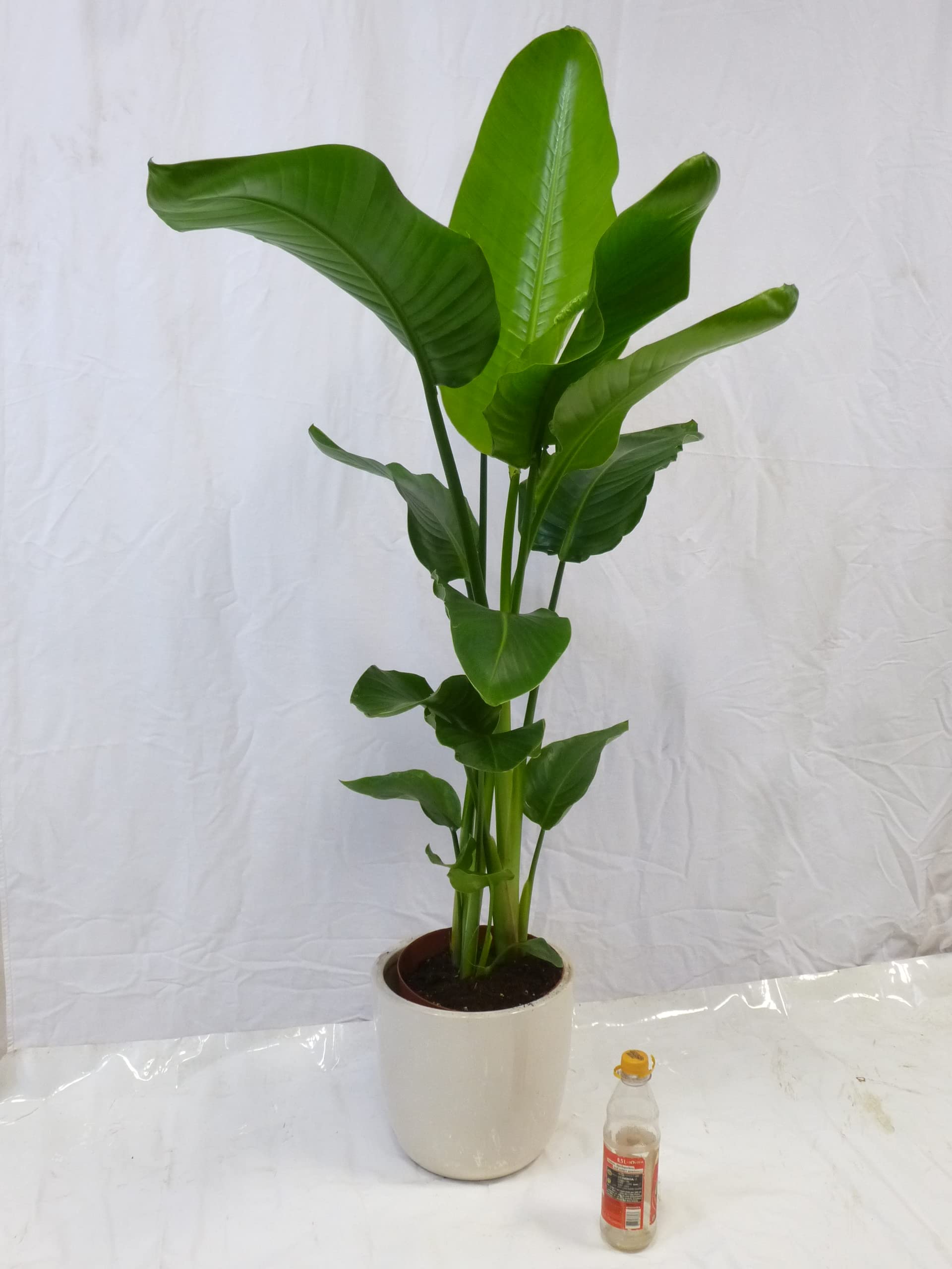 zimmerpflanze areca Areca Palm main image 1