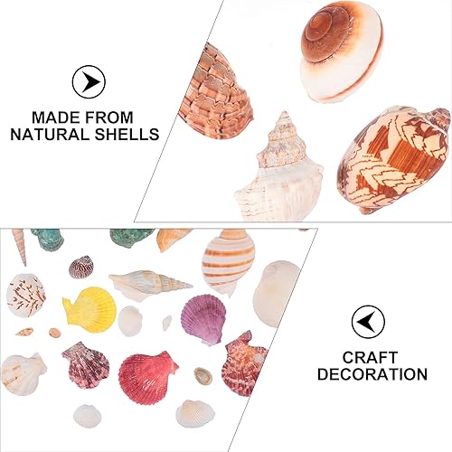 Miniatura 9 de BESPORTBLE 1 juego de conchas de caracolas de guarnición de peces, conchas de mar, decoración de conchas de concha, micro decoración de paisaje,