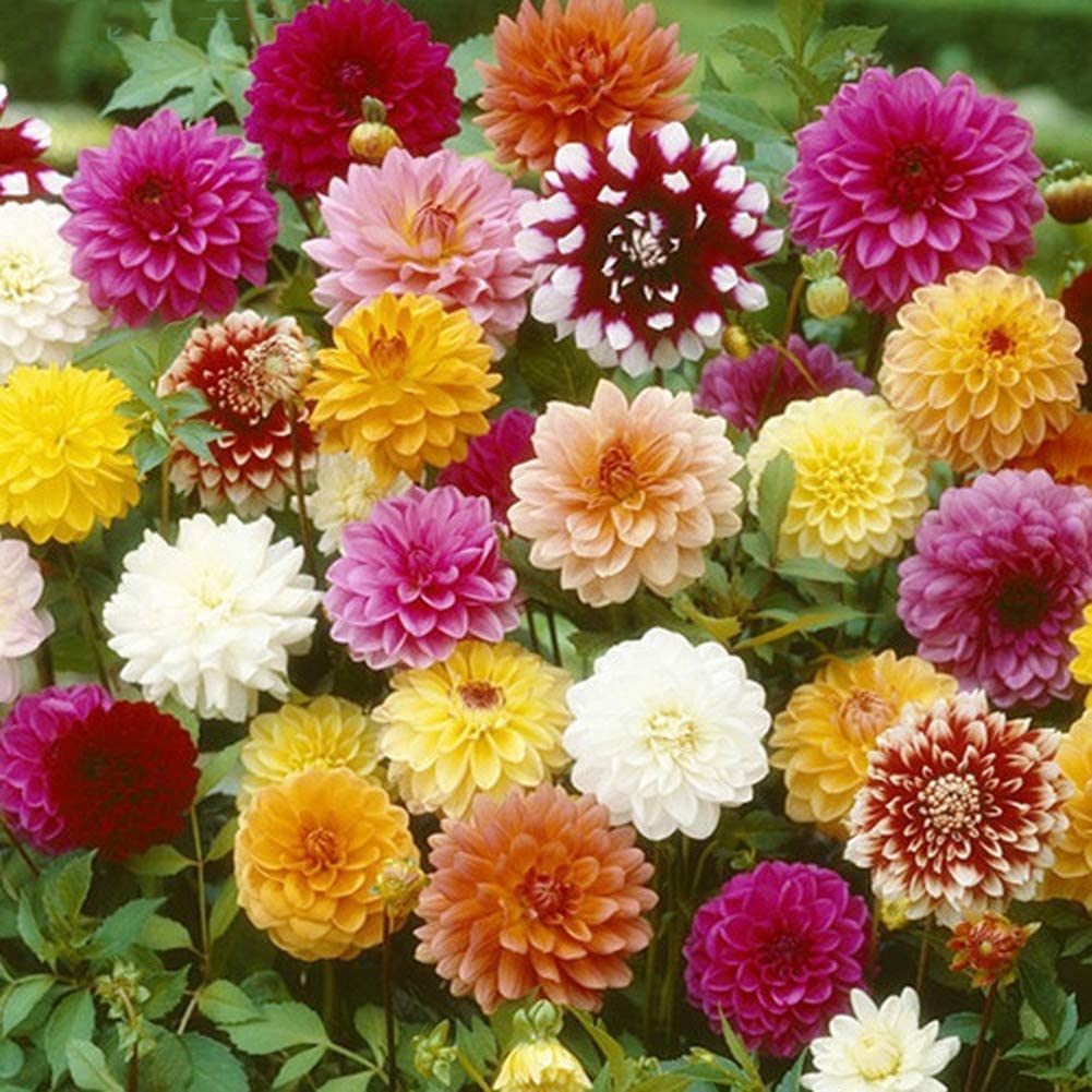 Dahlia Bulbs, Easy Plant, Exotic, Suitable, Easy to Plant, Plant Bulbs, Now UK/Greening Flower/Good for Containers/Natural Organic/Strong Plant, Rare Plants, Excellent Display, 8bulbs-F