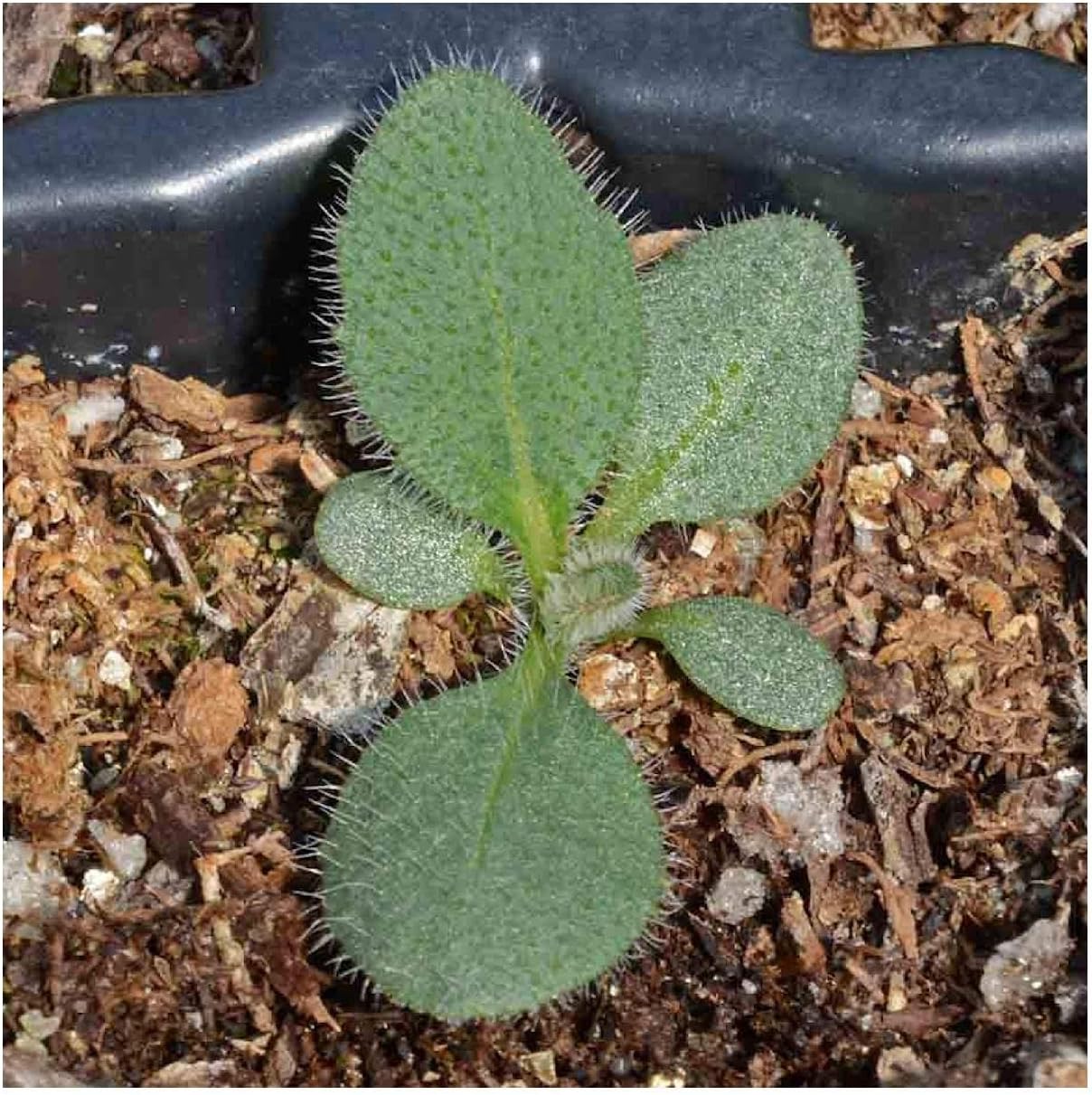 Everwilde Farms - 1 Lb Gloriosa Daisy Native Wildflower Seeds - Gold Vault