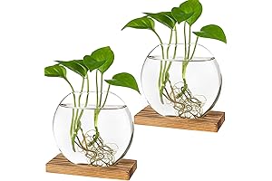 Kingbuy Glass Propagation Jars: Elevate Your Plant Aesthetic