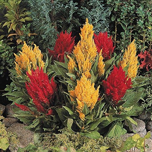 Kings Seeds - Celosia Fresh Look Mix - 50 Seeds