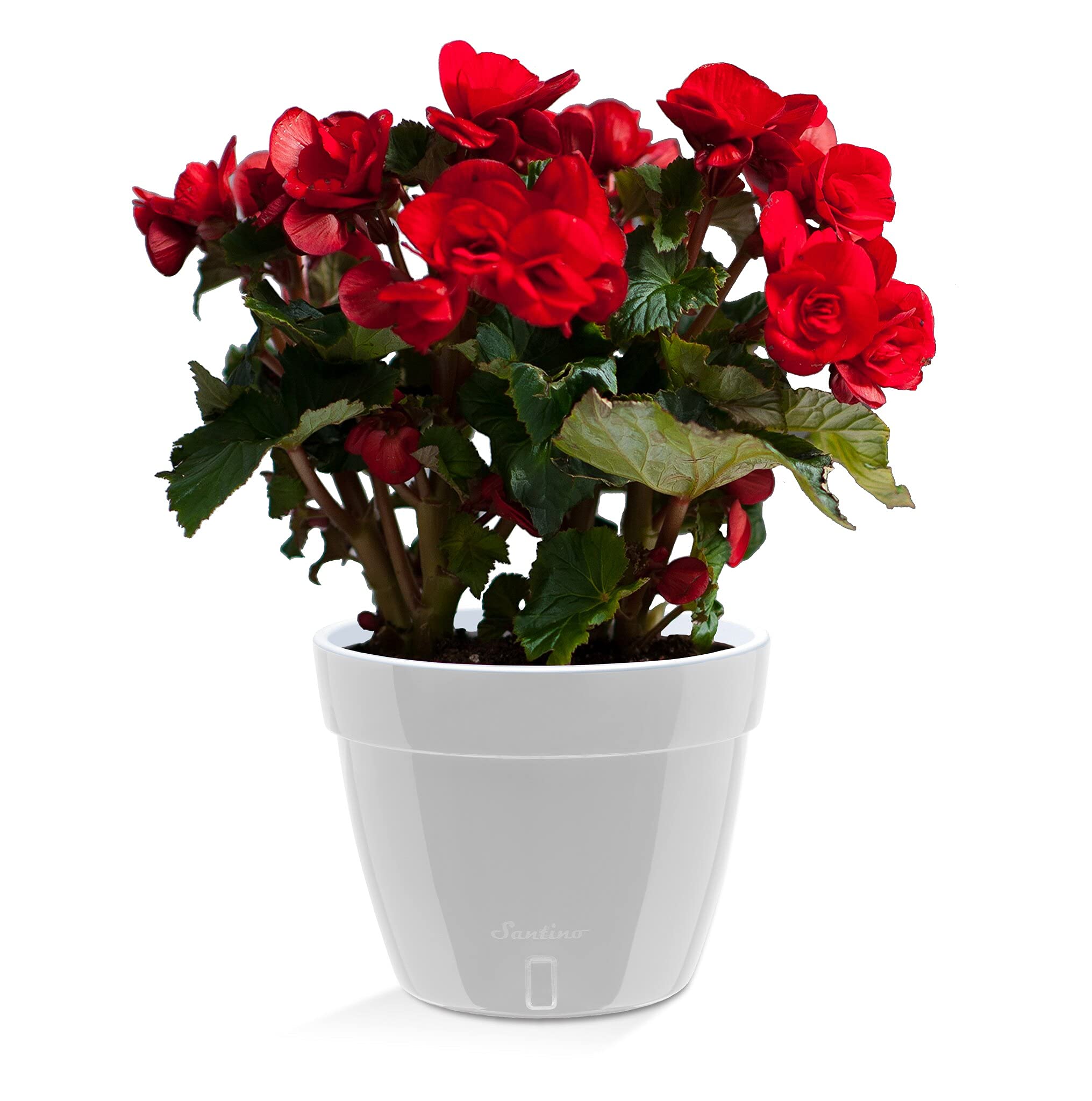 Santino ASTI 7.9 Inch Self Watering Planter Grey/White for Indoor Plants - Premium Quality Modern Plastic Planter Pot w/Water Level Indicator for All House Herbs, Plants, African Violets and Dahlias