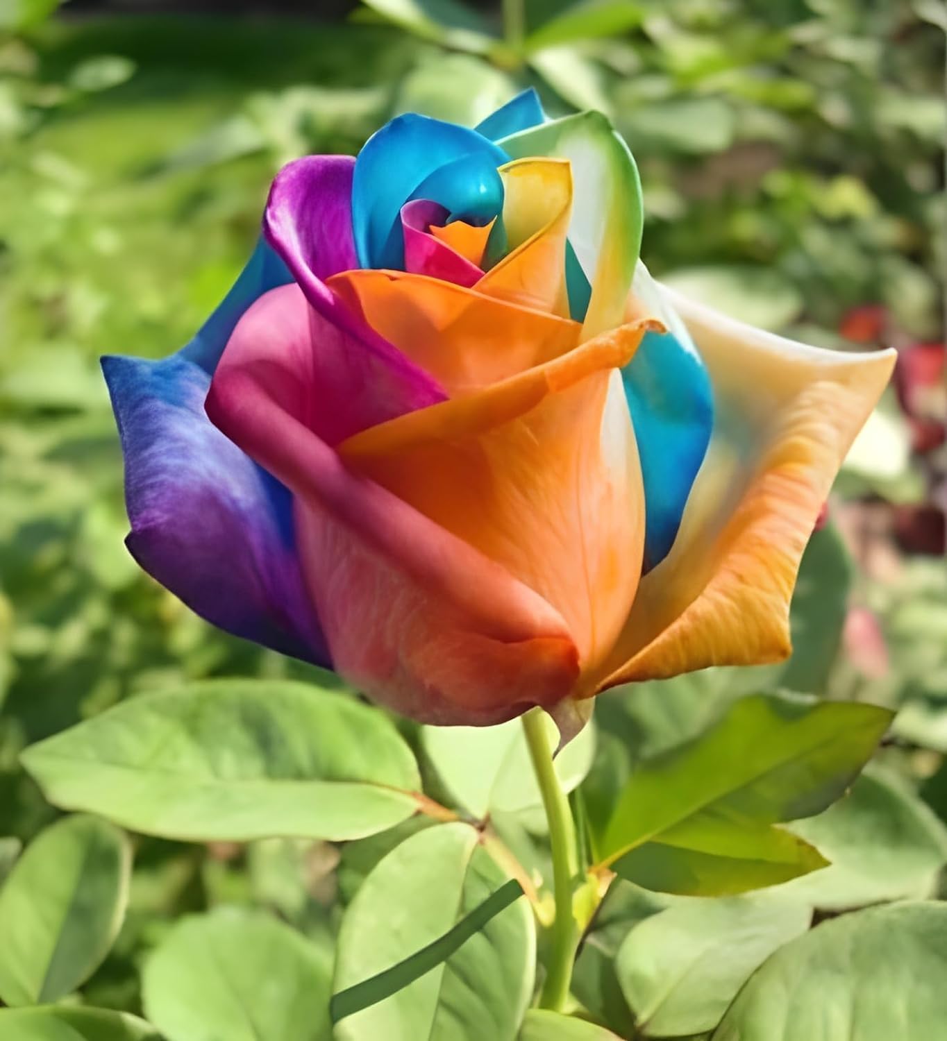 GOLAPKOLONY Grafted Rainbow roses Best color flower plant Climbing Rose Plant Perennial" Hybrid - 1 Healthy Live Decorative Flowering Plant 1.5 Ft Height in Nursery Grow Bag for Home Garden (Rainbow) (B0CVS51J85) Amazon Price History, Amazon Price Tracker