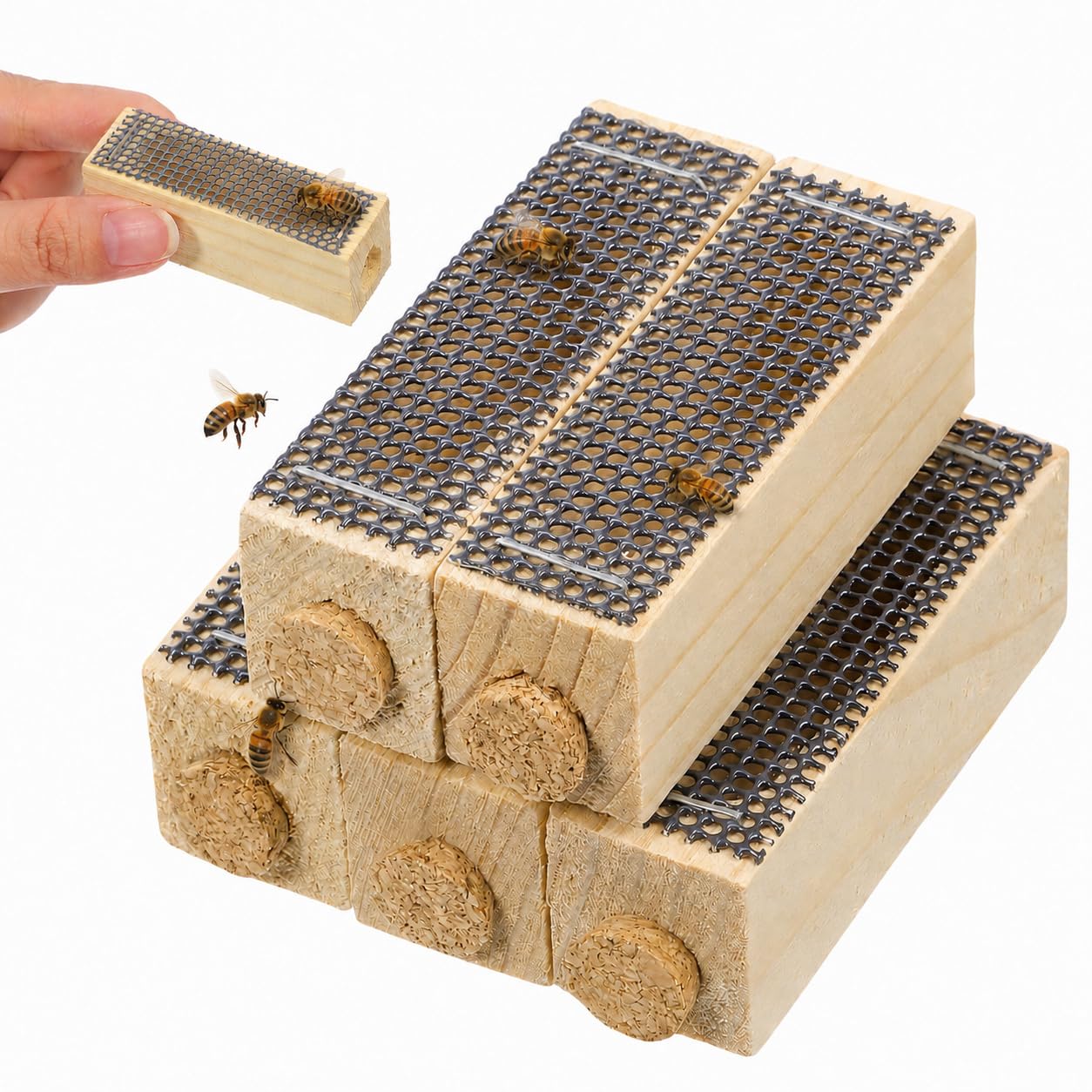 Cage en bois pour apiculteurs élevage reines abeilles matériel de ruche