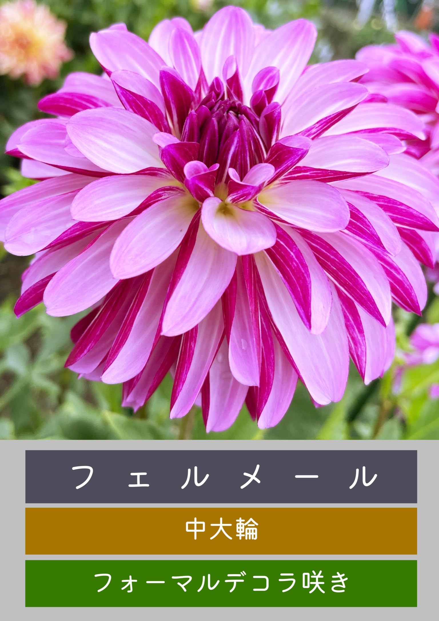 ダリア球根　ご予約画面 Amazon.co.jp: 未発芽ダリア球根セット【予約販売】11月出荷予定分 (4