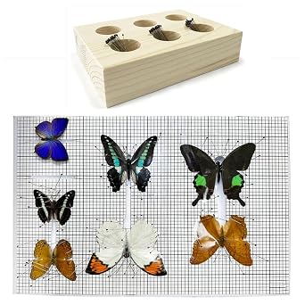 Insect Pinning Board & Insect Pins Storage Container