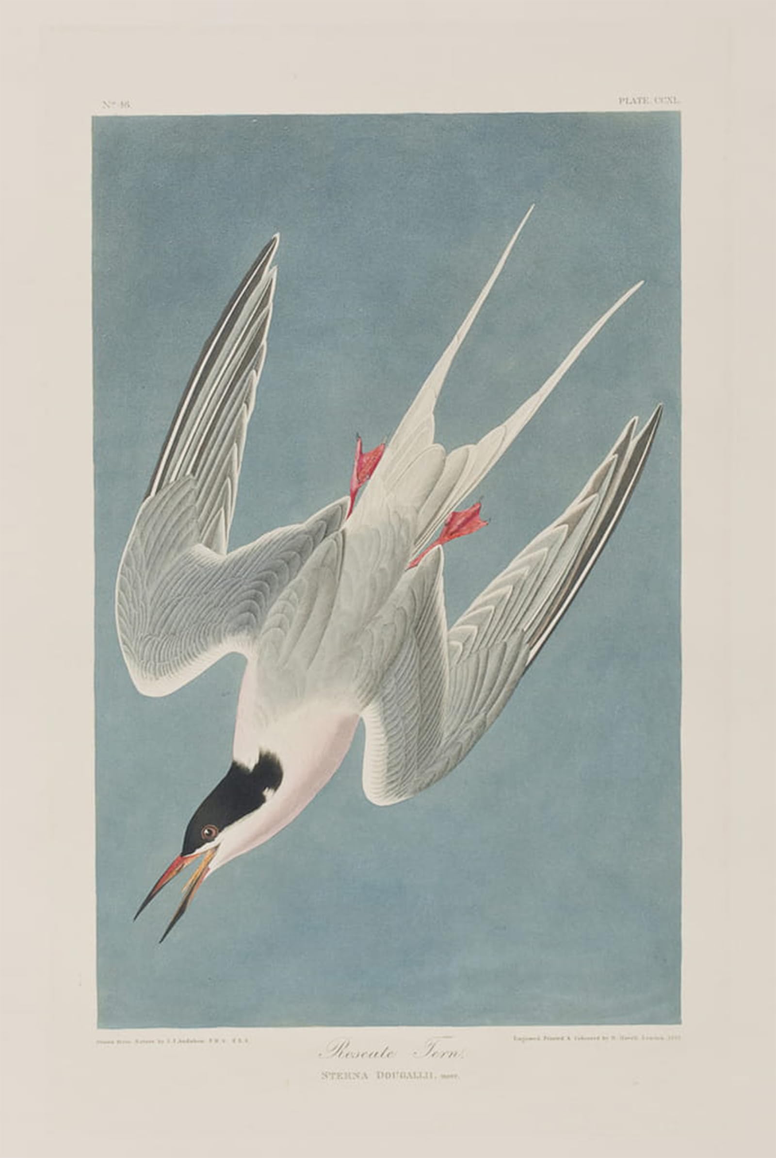 ARTXLXXBN Famous Painting Canvas Artwork Graffiti Print Illustration From birds of America by John Jamess Audubon Portrait Canvas Image for Home Decor 60x90cm