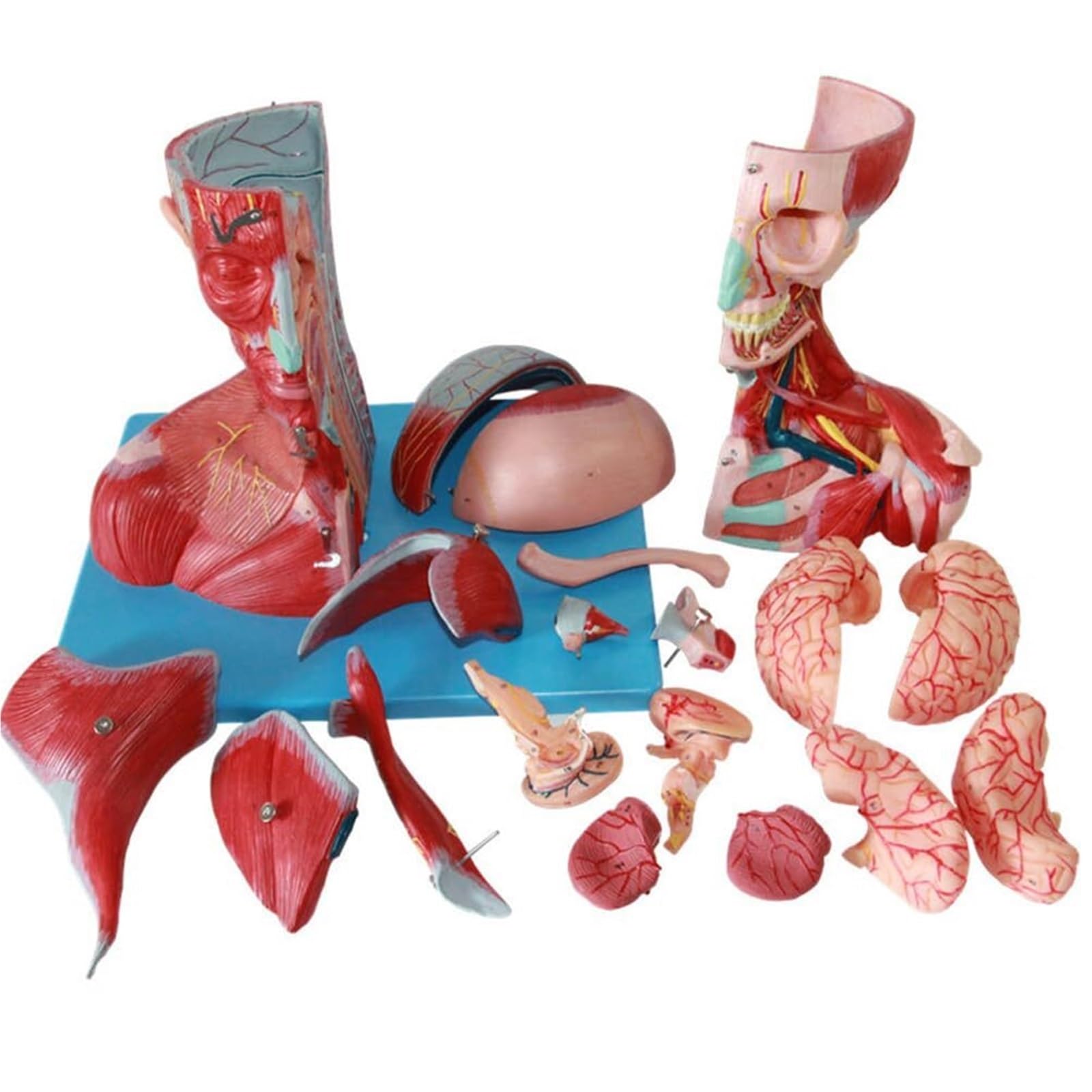 Modello didattico di anatomia muscolare della testa e del collo umano, modello di anatomia muscolare del cranio, kit scientifici, materiale di laboratorio