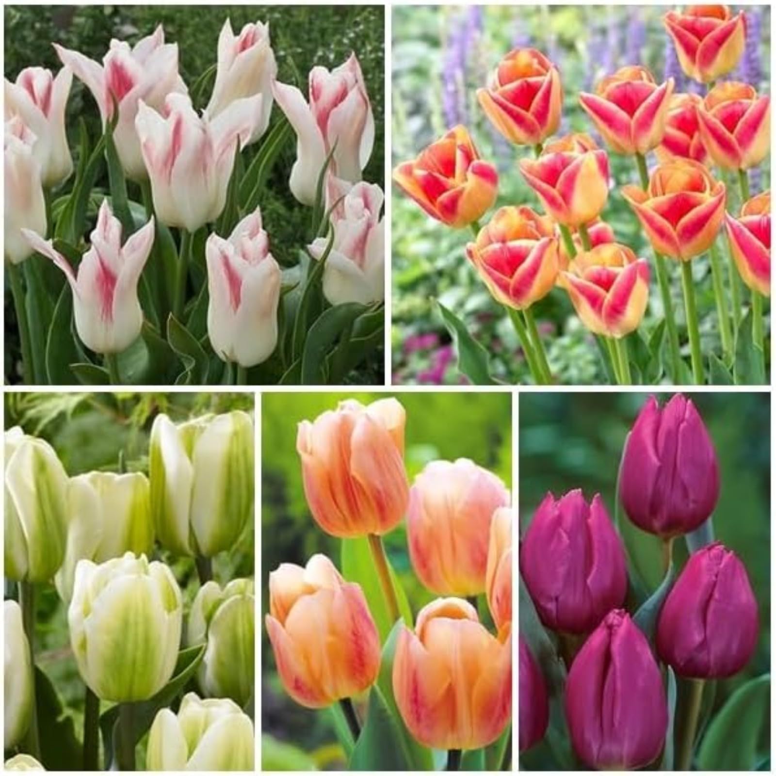 Tulip Bulbs for Planting Now UK Ornamental Perennial Excellent Display Plant Bulbs Greening Flower Good for Containers Natural Organic Easy Plant Perennial Unique-10Bulbs-J